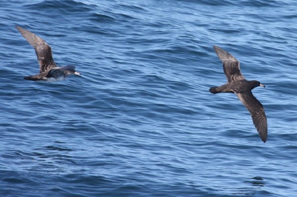 Pink-footed & Flesh-footed Shearwaters